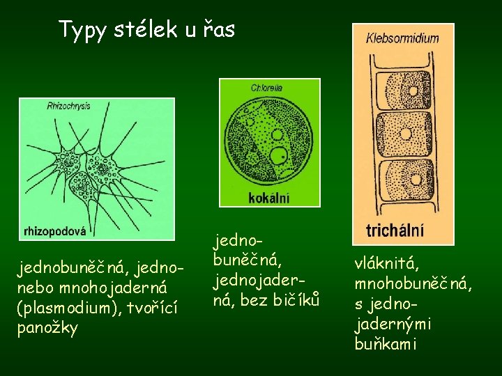 Typy stélek u řas jednobuněčná, jednonebo mnohojaderná (plasmodium), tvořící panožky jednobuněčná, jednojaderná, bez bičíků