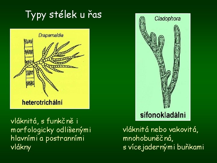 Typy stélek u řas vláknitá, s funkčně i morfologicky odlišenými hlavními a postranními vlákny