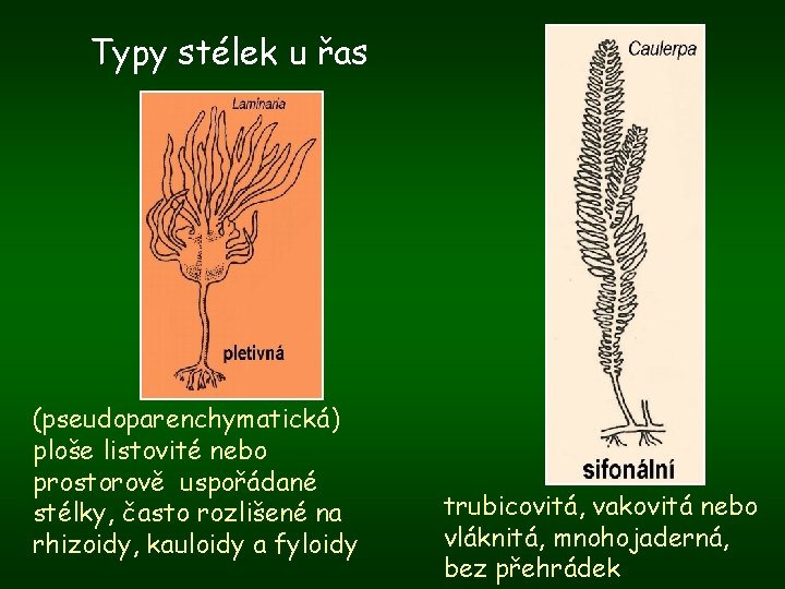 Typy stélek u řas (pseudoparenchymatická) ploše listovité nebo prostorově uspořádané stélky, často rozlišené na