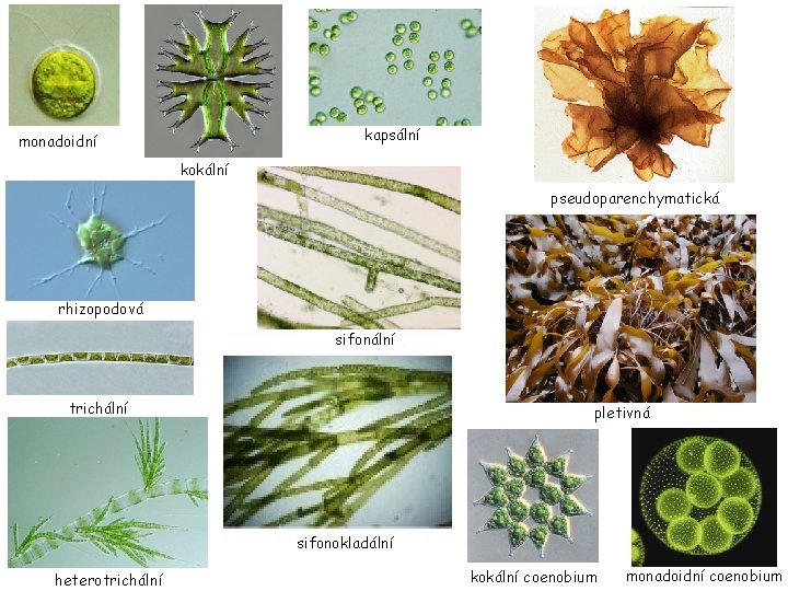 kapsální monadoidní kokální pseudoparenchymatická rhizopodová sifonální trichální pletivná sifonokladální heterotrichální kokální coenobium monadoidní coenobium