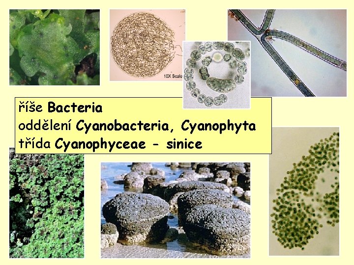 Cyanophyceae - sinice říše Bacteria oddělení Cyanobacteria, Cyanophyta třída Cyanophyceae - sinice 