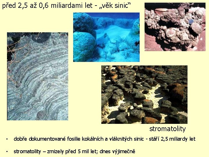před 2, 5 až 0, 6 miliardami let - „věk sinic“ stromatolity • dobře před 2, 5 až 0, 6 miliardami let - „věk sinic“ stromatolity • dobře