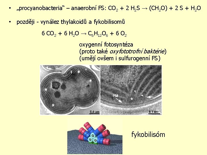  • „procyanobacteria“ – anaerobní FS: CO 2 + 2 H 2 S →