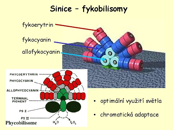 Sinice – fykobilisomy fykoerytrin fykocyanin allofykocyanin • optimální využití světla • chromatická adaptace 