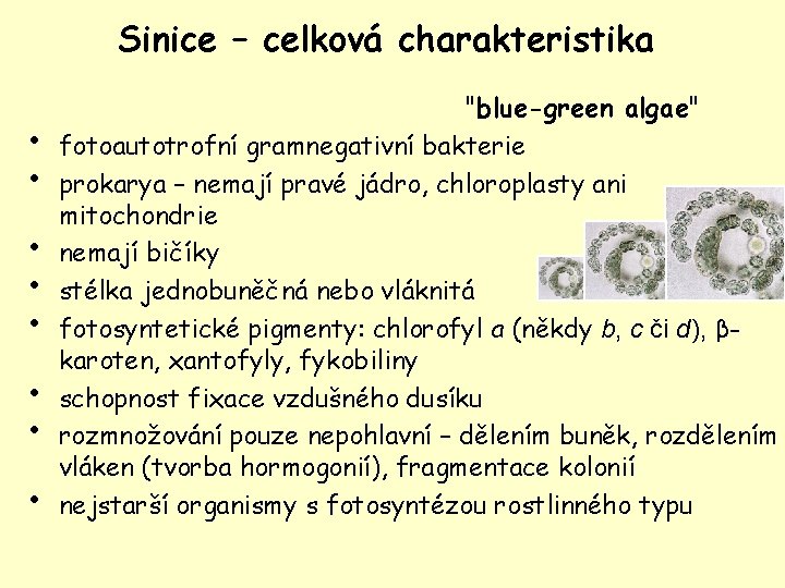 Sinice – celková charakteristika • • "blue-green algae" fotoautotrofní gramnegativní bakterie prokarya – nemají