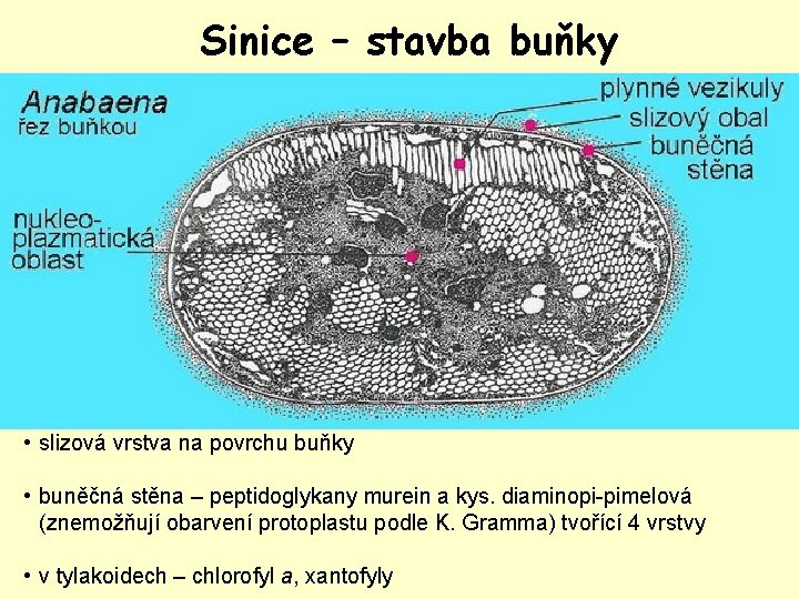 Sinice – stavba buňky • slizová vrstva na povrchu buňky • buněčná stěna –