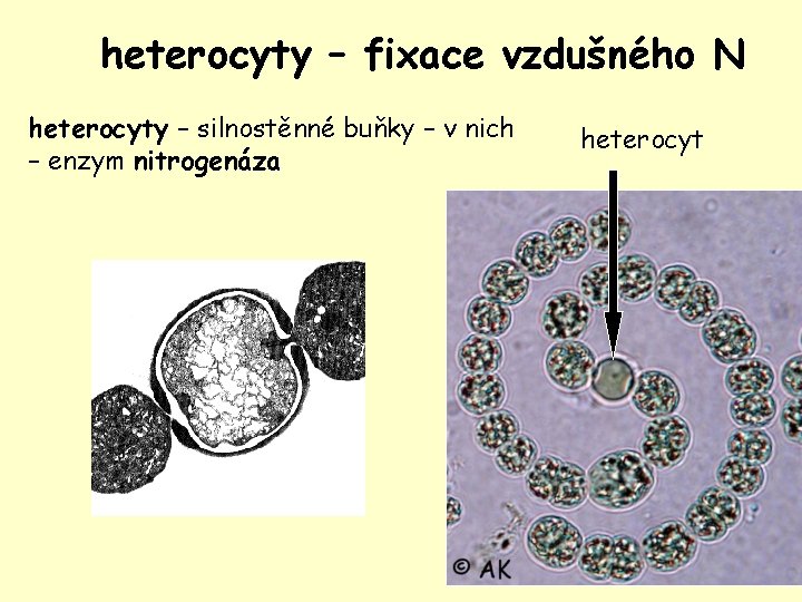 heterocyty – fixace vzdušného N heterocyty – silnostěnné buňky – v nich – enzym