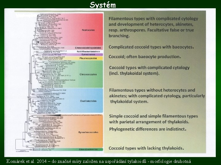 Systém Komárek et al. 2014 – do značné míry založen na uspořádání tylakoidů -