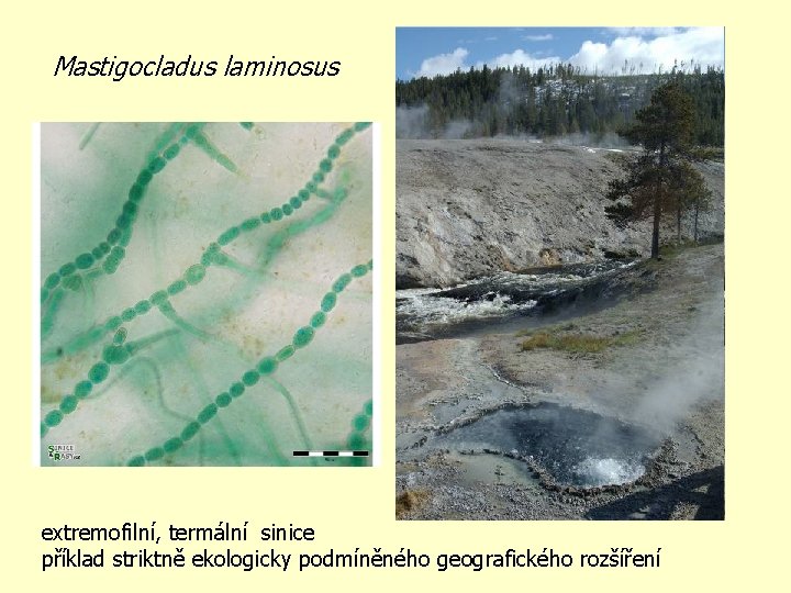 Mastigocladus laminosus extremofilní, termální sinice příklad striktně ekologicky podmíněného geografického rozšíření Mastigocladus laminosus extremofilní, termální sinice příklad striktně ekologicky podmíněného geografického rozšíření