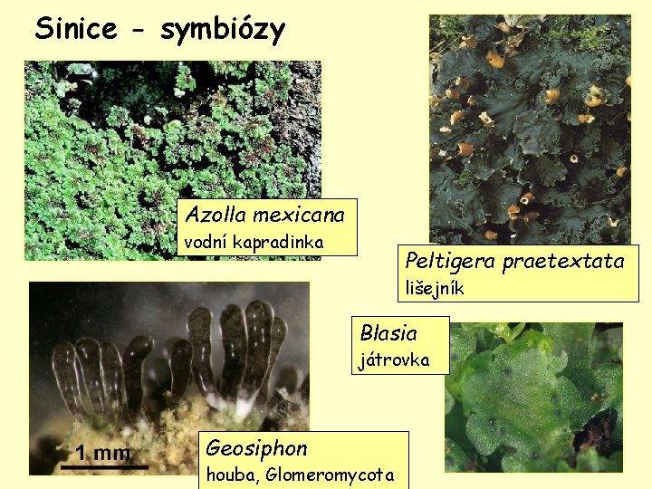 Sinice - symbiózy Azolla mexicana vodní kapradinka Peltigera praetextata lišejník Blasia játrovka Geosiphon houba,