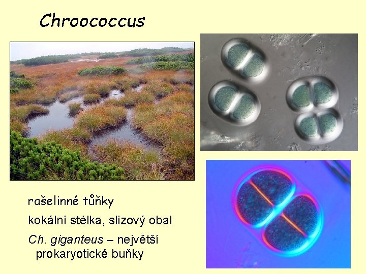 Chroococcus rašelinné tůňky kokální stélka, slizový obal Ch. giganteus – největší prokaryotické buňky Chroococcus rašelinné tůňky kokální stélka, slizový obal Ch. giganteus – největší prokaryotické buňky