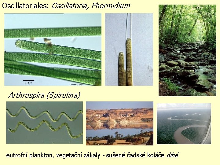 Oscillatoriales: Oscillatoria, Phormidium Arthrospira (Spirulina) eutrofní plankton, vegetační zákaly - sušené čadské koláče dihé Oscillatoriales: Oscillatoria, Phormidium Arthrospira (Spirulina) eutrofní plankton, vegetační zákaly - sušené čadské koláče dihé