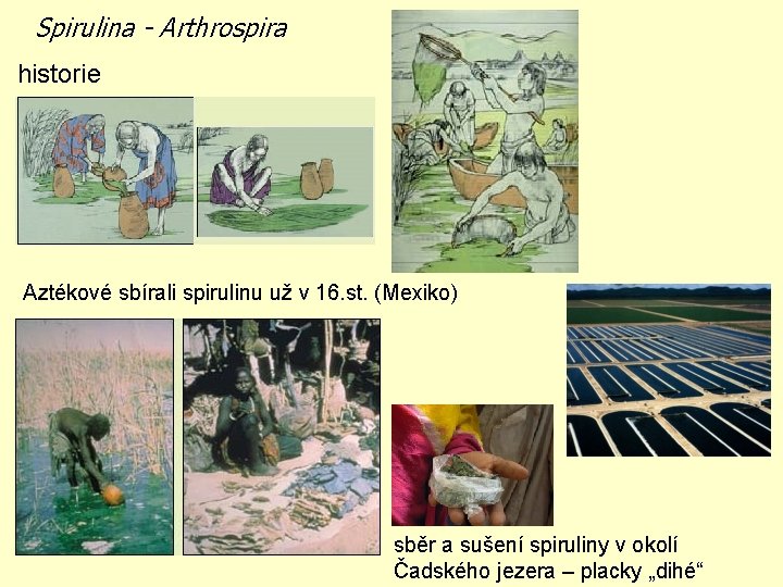 Spirulina - Arthrospira historie Aztékové sbírali spirulinu už v 16. st. (Mexiko) sběr a