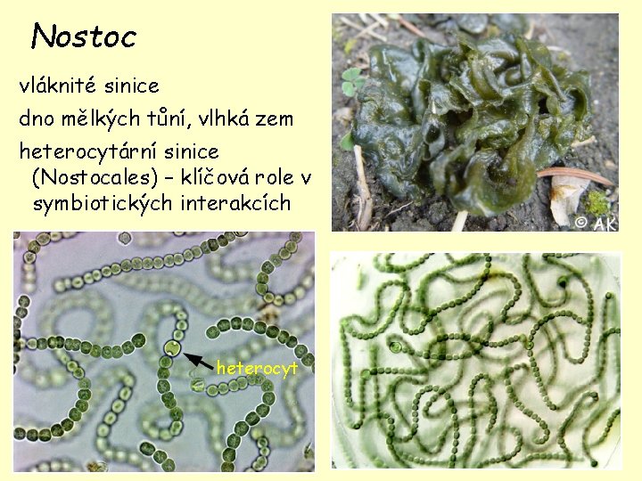Nostoc vláknité sinice dno mělkých tůní, vlhká zem heterocytární sinice (Nostocales) – klíčová role