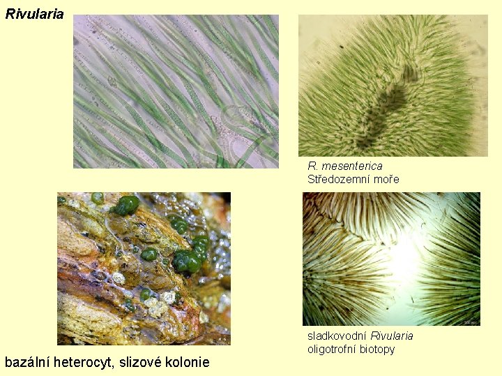 Rivularia R. mesenterica Středozemní moře bazální heterocyt, slizové kolonie sladkovodní Rivularia oligotrofní biotopy 