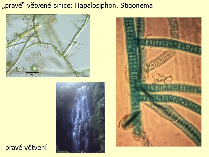 „pravé“ větvené sinice: Hapalosiphon, Stigonema pravé větvení 