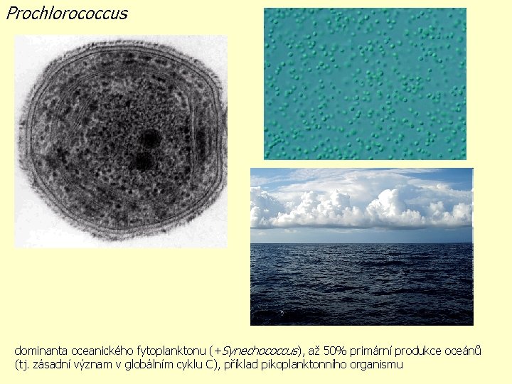 Prochlorococcus dominanta oceanického fytoplanktonu (+Synechococcus), až 50% primární produkce oceánů (tj. zásadní význam v
