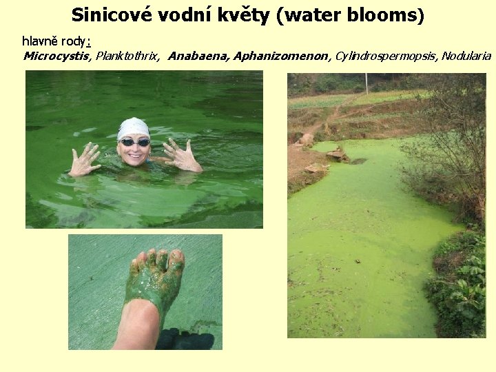 Sinicové vodní květy (water blooms) hlavně rody: Microcystis, Planktothrix, Anabaena, Aphanizomenon, Cylindrospermopsis, Nodularia 