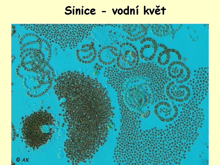 Sinice - vodní květ 