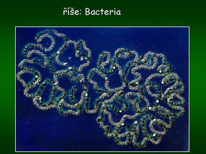 říše: Bacteria 