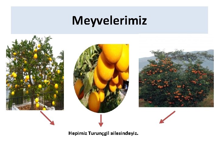 Meyvelerimiz Hepimiz Turunçgil ailesindeyiz. 