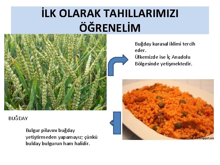 İLK OLARAK TAHILLARIMIZI ÖĞRENELİM Buğday karasal iklimi tercih eder. Ülkemizde ise İç Anadolu Bölgesinde