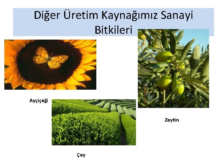 Diğer Üretim Kaynağımız Sanayi Bitkileri Ayçiçeği Zeytin Çay 