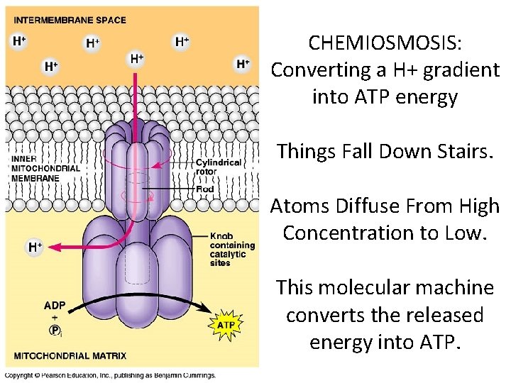 CHEMIOSMOSIS: Converting a H+ gradient into ATP energy Things Fall Down Stairs. Atoms Diffuse