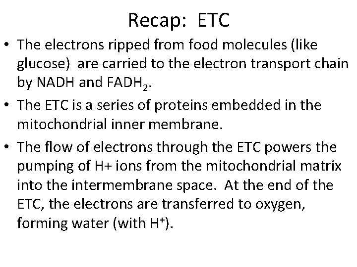 Recap: ETC • The electrons ripped from food molecules (like glucose) are carried to