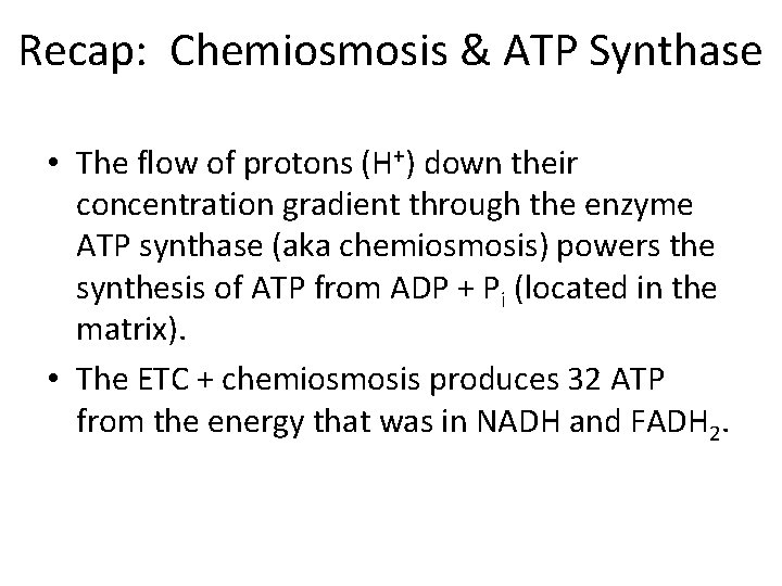 Recap: Chemiosmosis & ATP Synthase • The flow of protons (H+) down their concentration