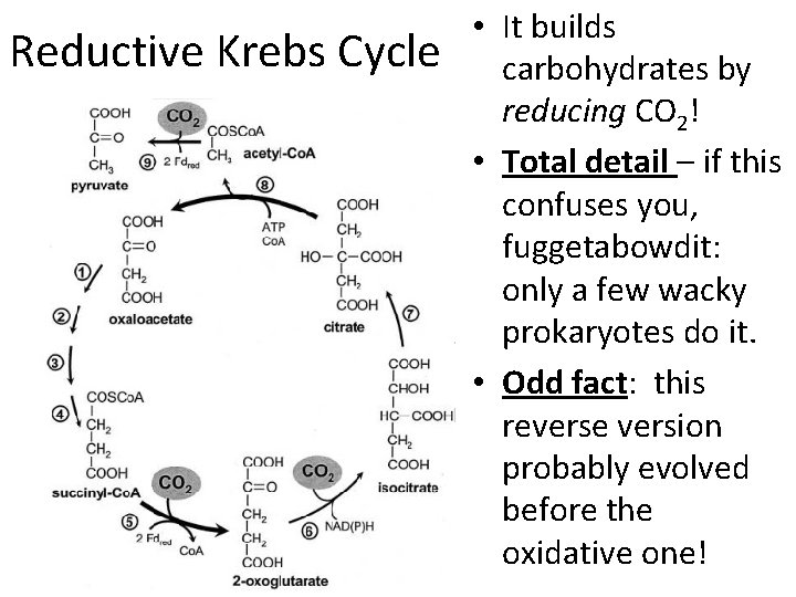 Reductive Krebs Cycle • It builds carbohydrates by reducing CO 2! • Total detail
