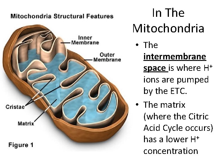 In The Mitochondria • The intermembrane space is where H+ ions are pumped by