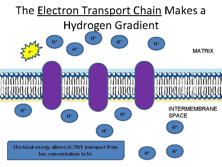 The Electron Transport Chain Makes a Hydrogen Gradient H+ H+ e- H+ H+ MATRIX