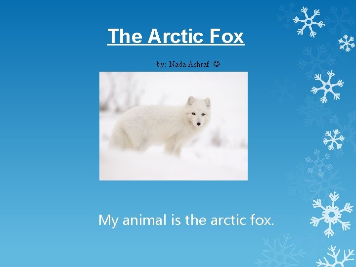 The Arctic Fox by: Nada Ashraf My animal is the arctic fox. 