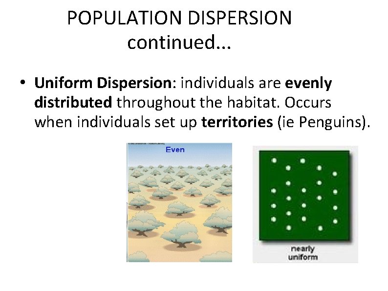 POPULATION DISPERSION continued. . . • Uniform Dispersion: individuals are evenly distributed throughout the