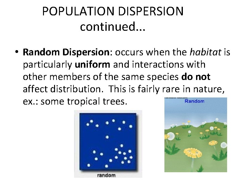 POPULATION DISPERSION continued. . . • Random Dispersion: occurs when the habitat is particularly