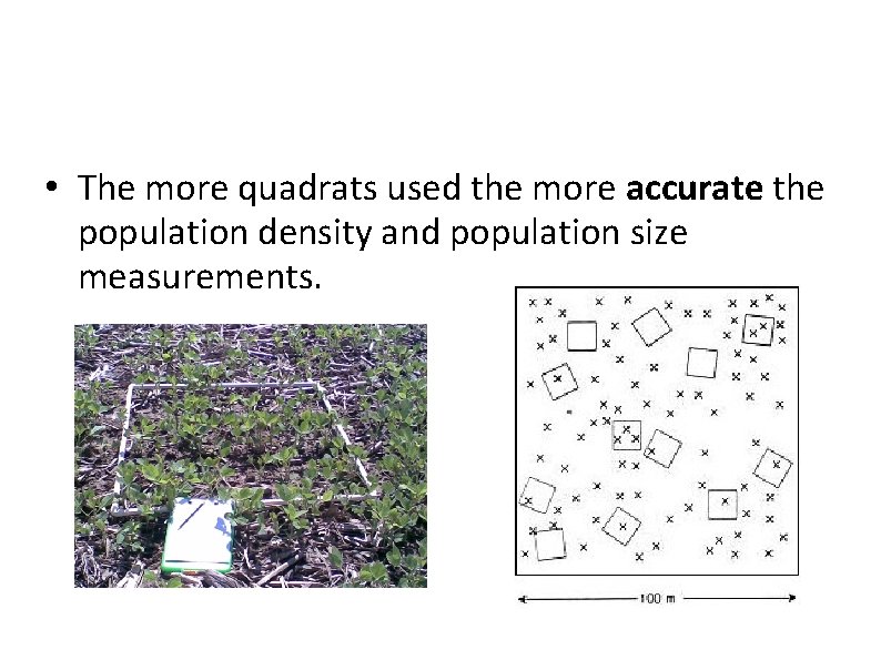  • The more quadrats used the more accurate the population density and population