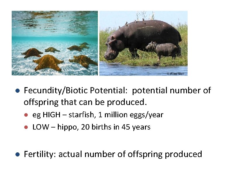l Fecundity/Biotic Potential: potential number of offspring that can be produced. l l l