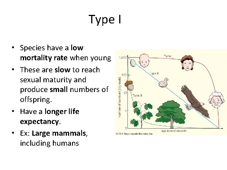 Type I • Species have a low mortality rate when young • These are