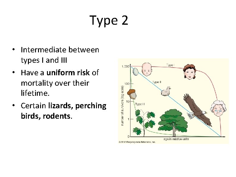 Type 2 • Intermediate between types I and III • Have a uniform risk