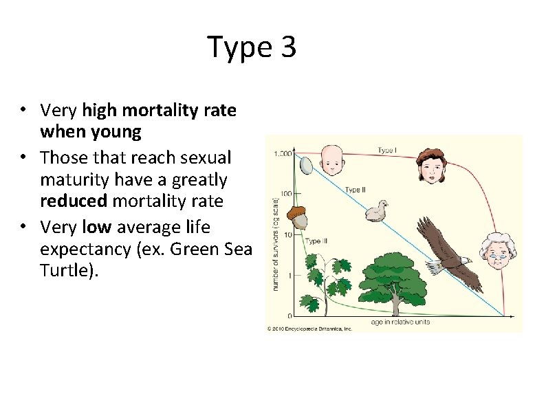 Type 3 • Very high mortality rate when young • Those that reach sexual