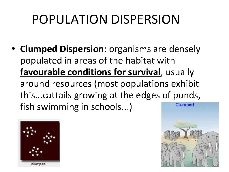 POPULATION DISPERSION • Clumped Dispersion: organisms are densely populated in areas of the habitat