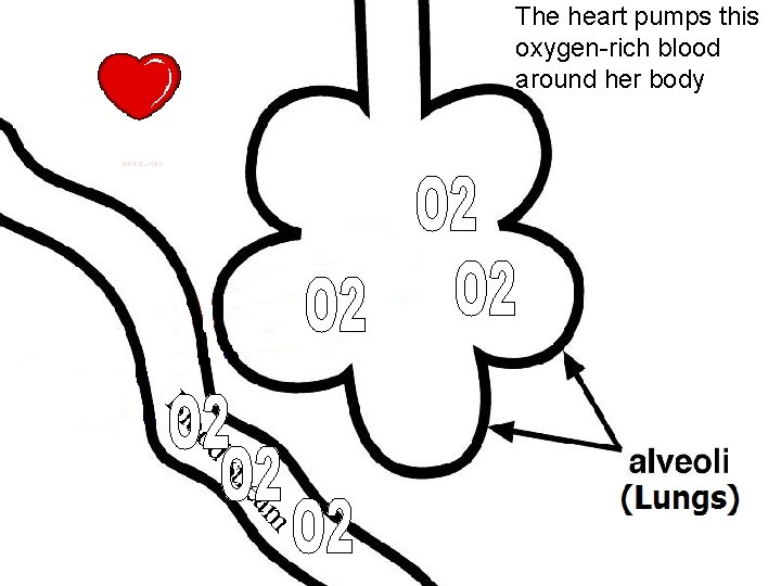 The heart pumps this oxygen-rich blood around her body 