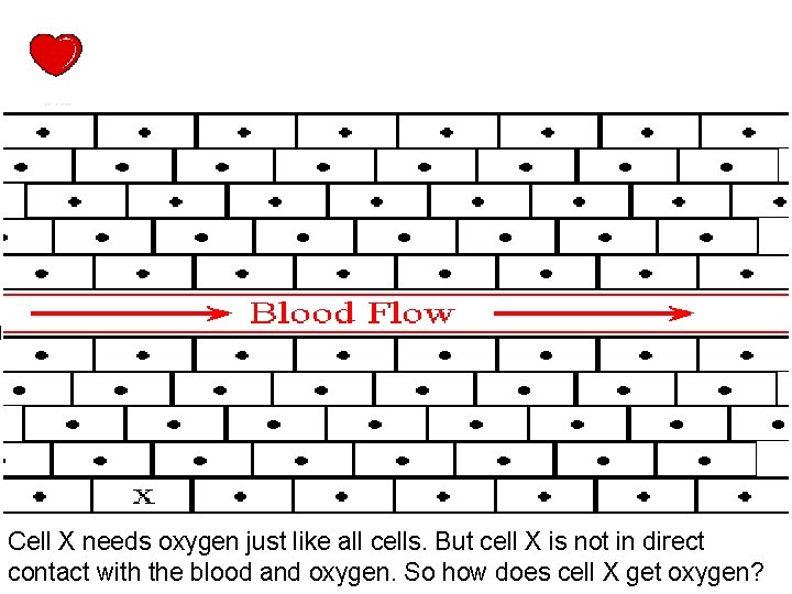 Cell X needs oxygen just like all cells. But cell X is not in