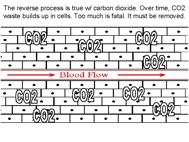 The reverse process is true w/ carbon dioxide. Over time, CO 2 waste builds