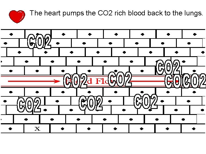 The heart pumps the CO 2 rich blood back to the lungs. 