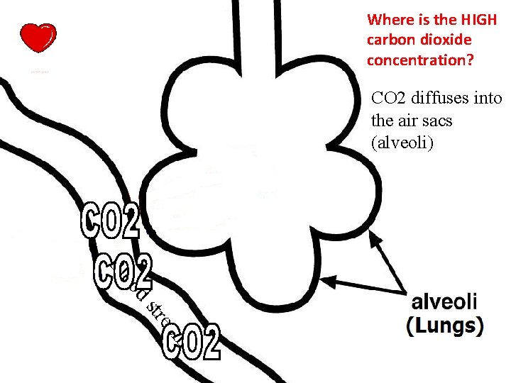 Where is the HIGH carbon dioxide concentration? CO 2 diffuses into the air sacs