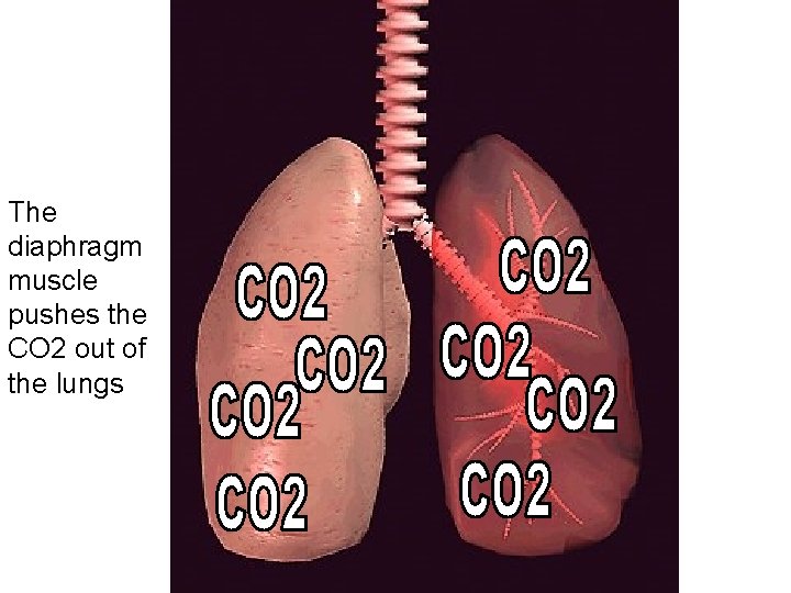The diaphragm muscle pushes the CO 2 out of the lungs 