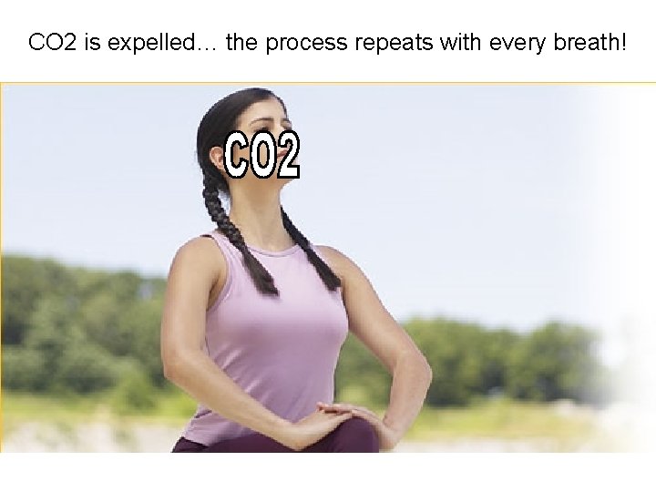 CO 2 is expelled… the process repeats with every breath! 