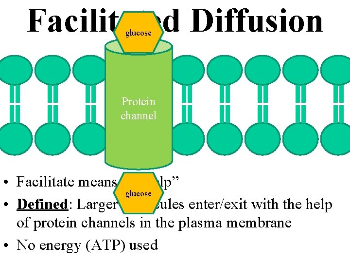 Facilitated Diffusion glucose Protein channel • Facilitate means “to help” glucose • Defined: Larger